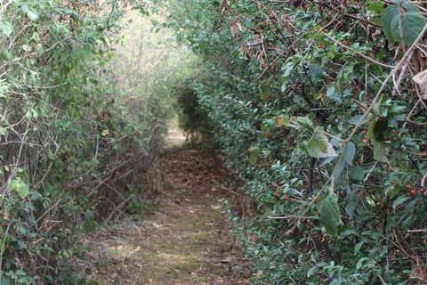 chemin foret immersion