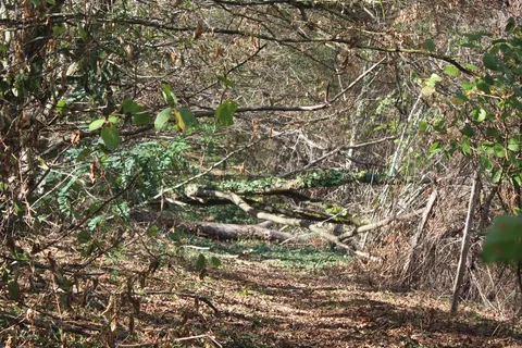 chemin foret 2 immersion