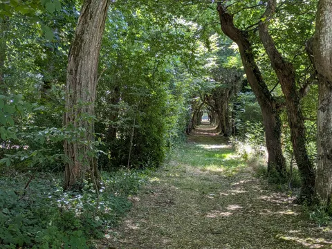 chemin foret claud immerison